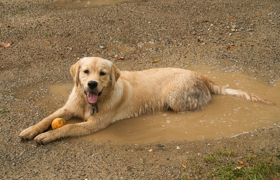bigstock Dog In A Puddle 2249168